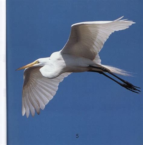 How Do Animals Use Their Wings / Como usan los animales sus alas