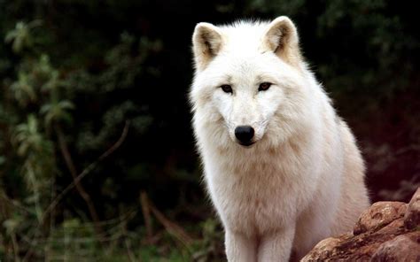 ¿dónde Podemos Ver Lobos En España