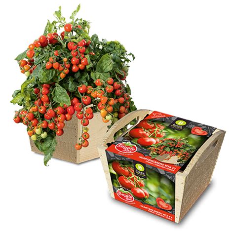 Tomato Box Growing Kit Buy Online At Patch