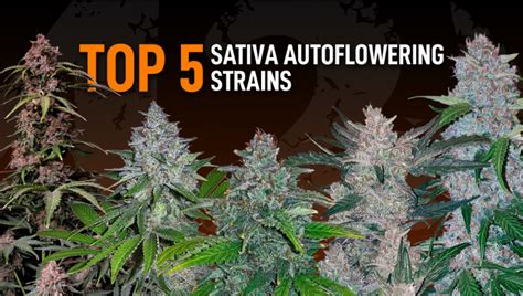 The Top 5 Best Sativa Autoflower Strains Fast Buds