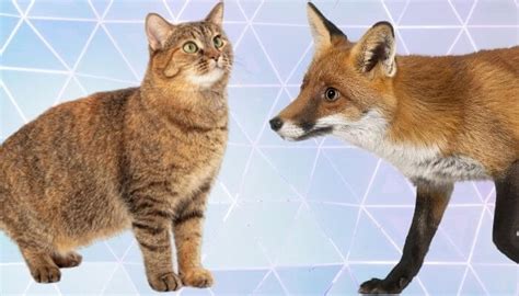 Are Foxes Cats Tuxedo Cat