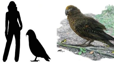 Giant bird estimated to have weighed about 7kg has been named heracles inexpectatus. ¿Te imaginas un loro de casi un metro de alto? | amazing.zone