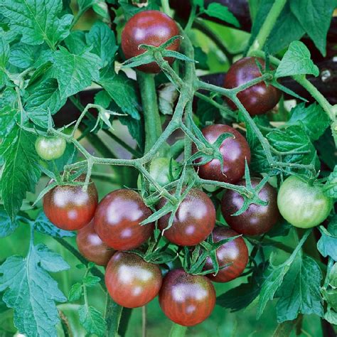Over 100,773 tomato pictures to choose from, with no signup needed. Tomato Seeds - Black Cherry | Vegetable Seeds in Packets ...