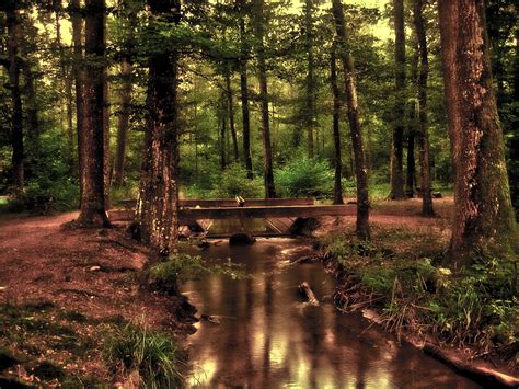 Water Stream On Middle Of Forest Hd Wallpaper Wallpaper Flare