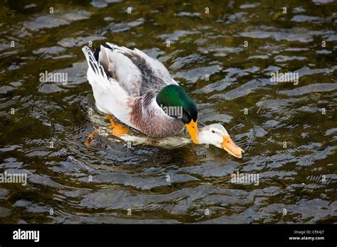Pair Of Mallard Ducks Mating On A Duck Pond Stock Photo Alamy