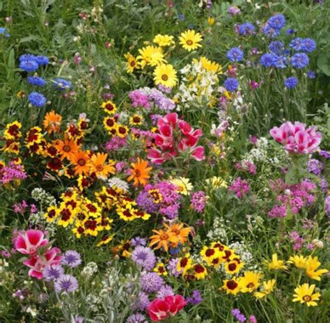Wild Flower Meadow Mix Over 1000 Seeds Non Gmo Etsy