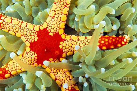 Marine Life Close Up Photograph By Dave Fleetham Printscapes