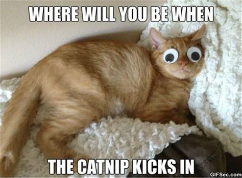 Funny Animal Pictures Of The Day 24 Pics Funny Animals Funny