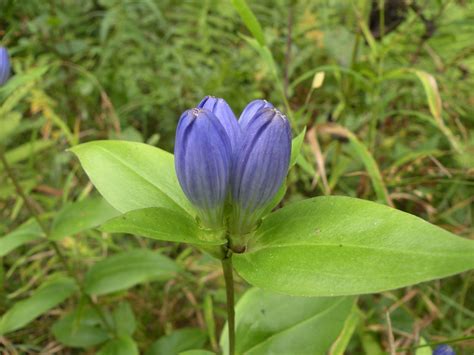 Gentiana Clausa Closed Gentian Meadow Bottle Gentian Flickr