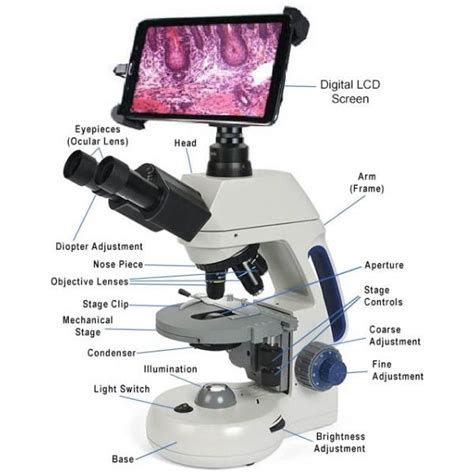 Cara Menggunakan Mikroskop Dengan Benar Langkah Demi Langkah
