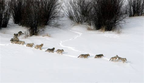 Cold Warriors Wolves And Buffalo ~ Photo Gallery Nature Pbs