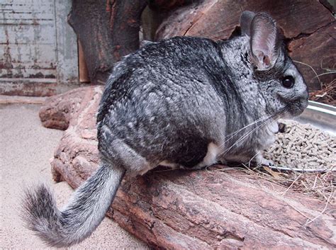 Long Tailed Chinchilla Facts Habitat Diet Pictures