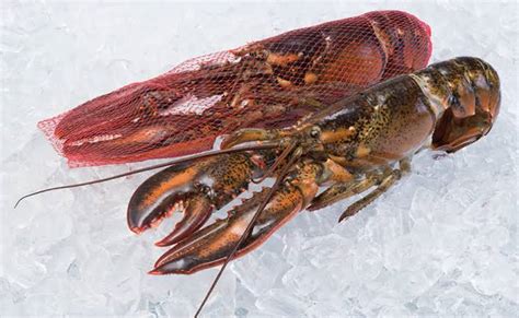 Raw Canadian Lobsters Sweetstuff Gourmet Foods