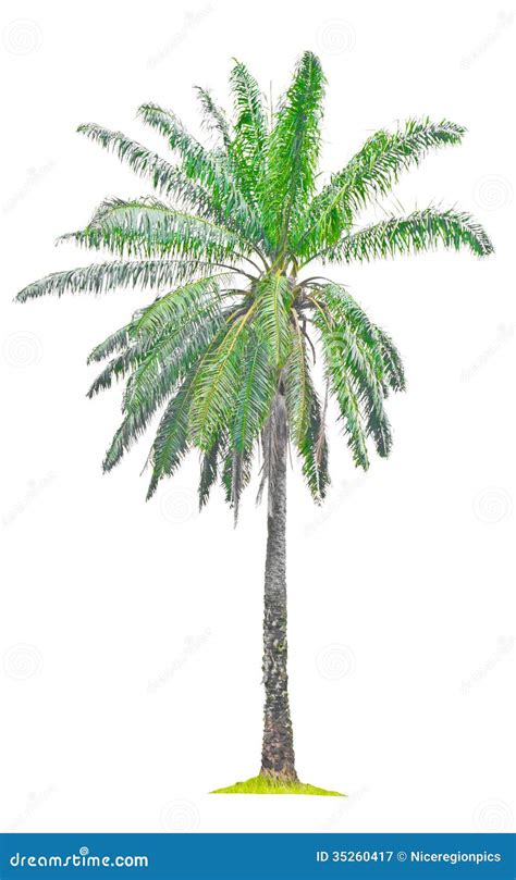 Single Old Palm Oil Tree Stock Image Image Of White 35260417