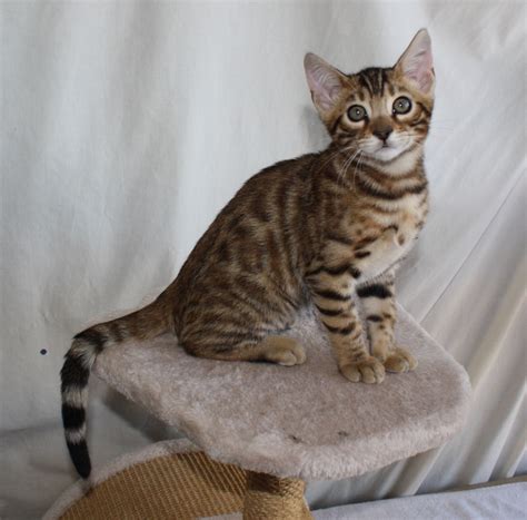 Buy and sell cats to buy on animals sale page 1. Bengal Cats For Sale | Saint Petersburg, FL #243555