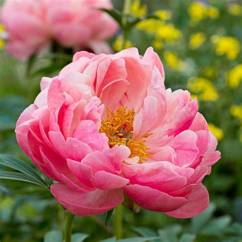Best Peonies To Grow In The South Growing Peonies Coral Charm Peony