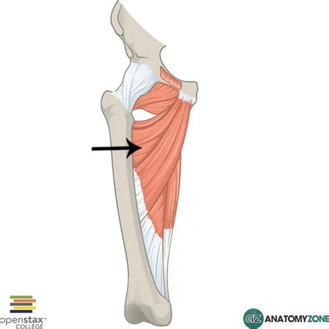 Pictures Of Adductor Brevis