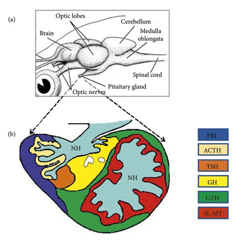 Anatomy And Histology Of Fish Pituitary Schematic Representation Of