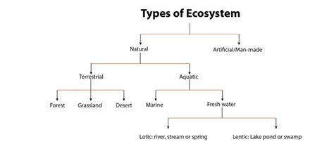 Ecosystem Definition Structure Functions And Types