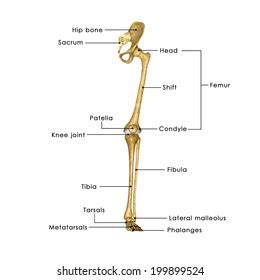 Start studying leg bone labeling. Leg Bone Diagram : Picture Of Human Leg Bone Page 1 Line ...