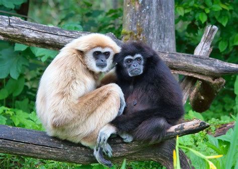 Try not to smile when you watch these gibbons' instant hug - Matador ...