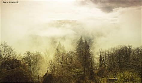 Wallpaper Sky Tree Mist Woody Plant Cloud Atmosphere Fog