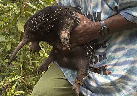 Brainy Echidna Proves Looks Arent Everything The New York Times