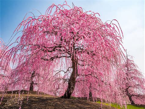 Weeping Cherry Tree In Full Bloom Japan By Ryusuke Komori On 500px