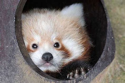 First Pictures Of Adorable Baby Red Pandas Born At Zsl Whipsnade Zoo