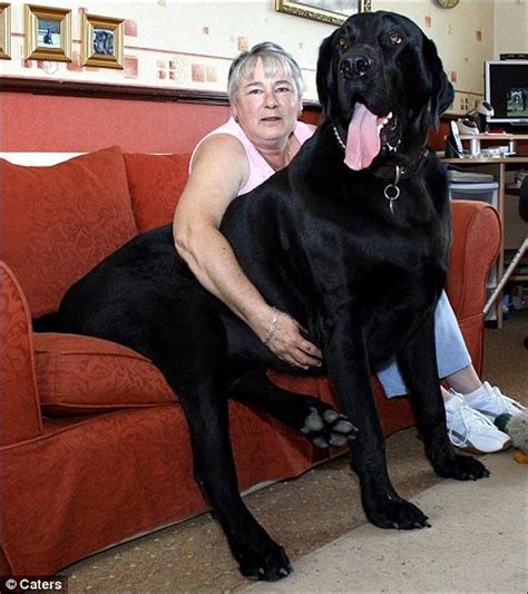 Dogzilas The Biggest Dogs On Earth