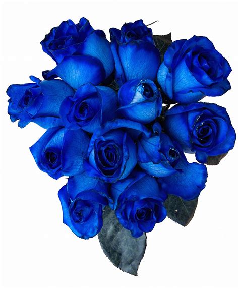 Fresh Blue Roses Bouquet By Flower Explosion Real Tinted