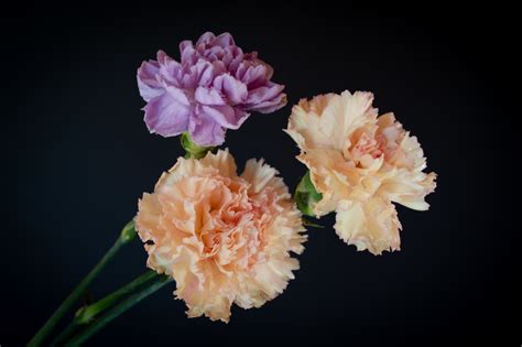Carnations Bouquet Buds Flowers Free Stock Photo Public Domain