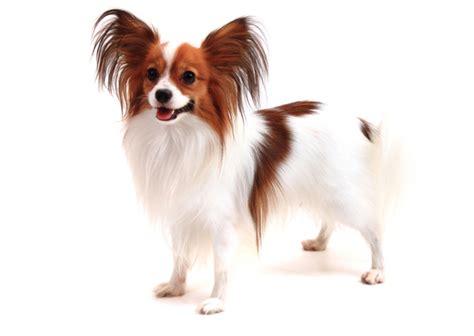 Papillon Breed Facts And Information Petcoach