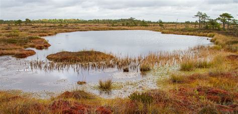 European Parliaments Eu Nature Restoration Law Draft A Good Basis But