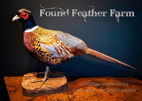 Stunning Ring Neck Pheasant Taxidermy Mounted On Pine Wood Denmark