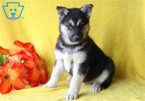 Puppies will cost between $350 and $850 and you. Tike | Gerberian Shepsky Puppy For Sale | Keystone Puppies