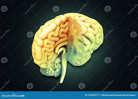 Sección Transversal Del Cerebro Humano Stock De Ilustración