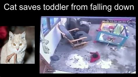 Cat Saves Toddler From Falling Down The Stairs Cat Saves Baby From