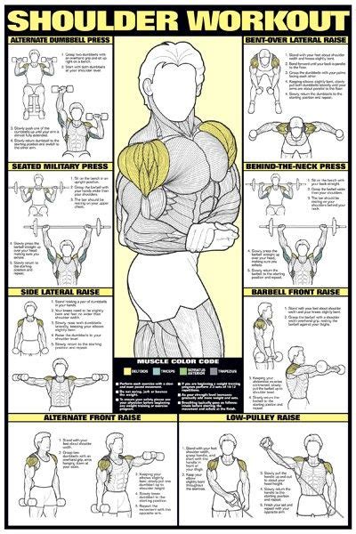 Draw with your own shapes create a palette consisting of your stencils in image formats (e.g. bodybuilding workout diagrams | Training fitness gym, Shoulder workout, Workout posters
