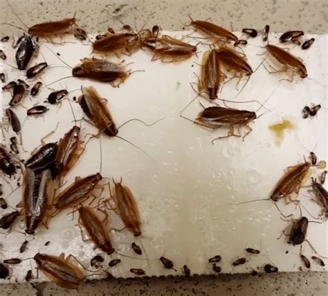Why Cockroaches Swarm In Summer And What Residents Can Do