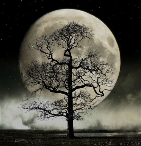 16 best Full Moon And Tree Tattoo images on Pinterest | Tattoo ideas