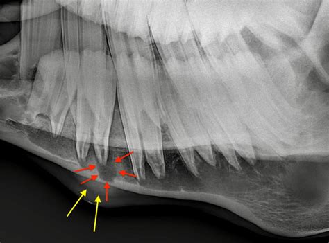 Part 5 Endodontic Status Midwest Veterinary Dental Services