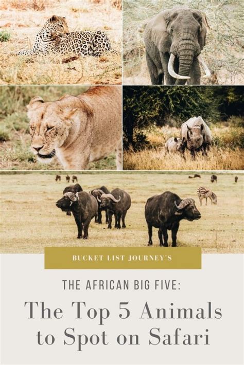 The African Big Five The Top 5 Animals To Spot On Safari