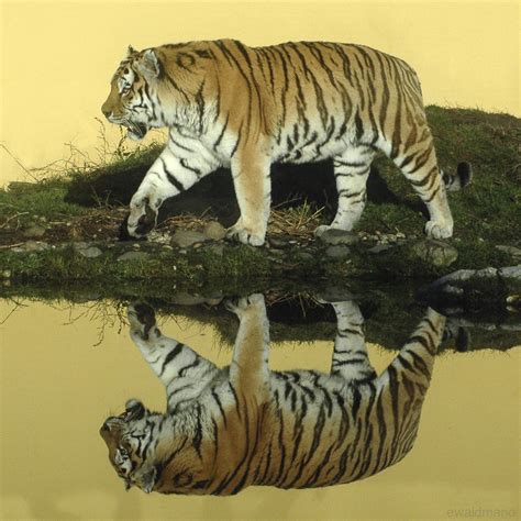 Download and use 500+ tiger stock photos for free. cat in the mirror | sibirian tiger @ zoovienna (nothing ...