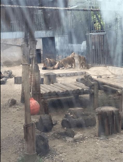 Lions Shot Dead After Man Strips Naked And Jumps Into Enclosure Metro