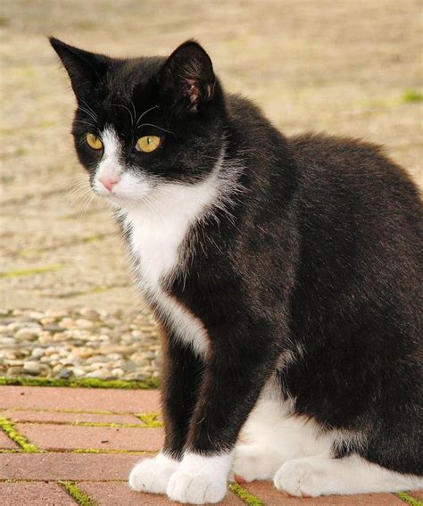 Another Name For A Black And White Cat Tuxedo Cat