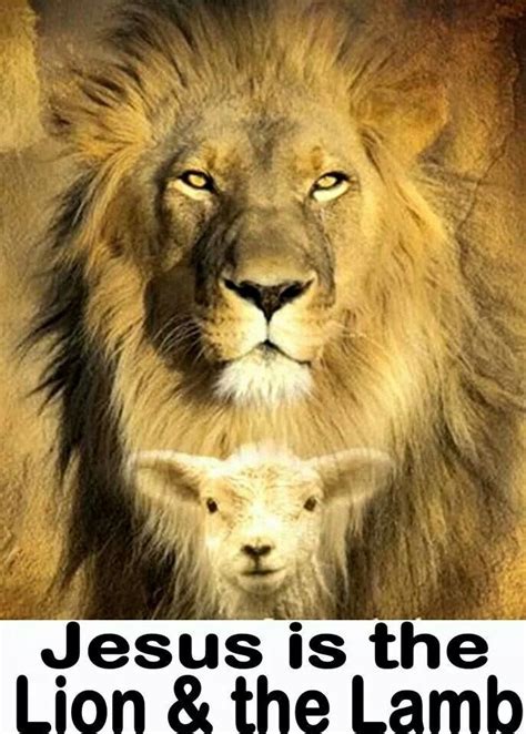 Pin By Renae Sheree On Love For All Gods Sweet Furry Creatures Lion