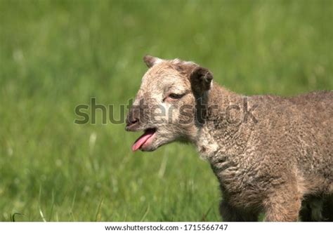 Cute Baby Lamb Field Photo Stock Photo 1715566747 Shutterstock