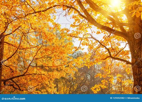 Fall Autumn Leaves Background Tree Branch With Autumn Leaves Of A
