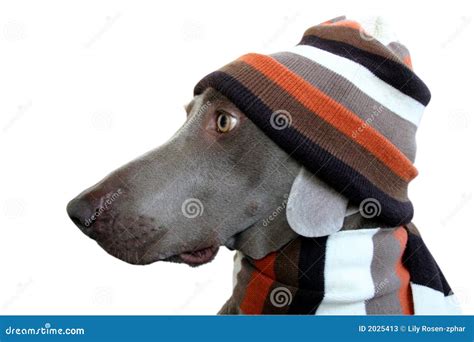 A Dog Profile With Hat And Scarf Stock Image Image Of Getup Algidity